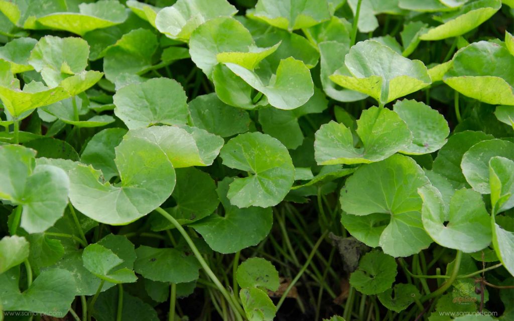 บัวบก (Centella asiatica Urban.)