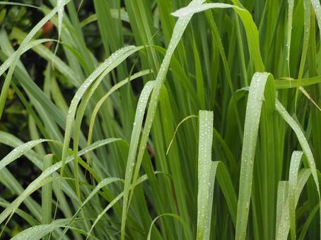 ตะไคร้ (Cymbopogon citratus Stapf.)