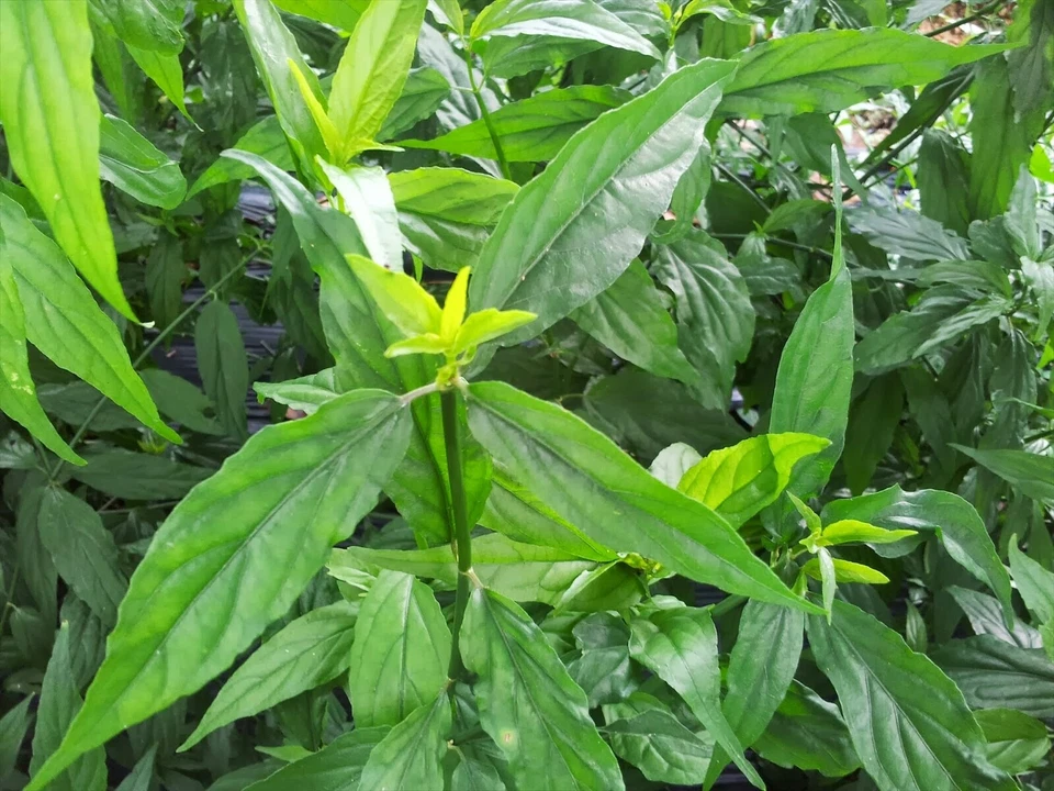 พญายอ (Clinacanthus nutans (Burm.f.) Lindau.)